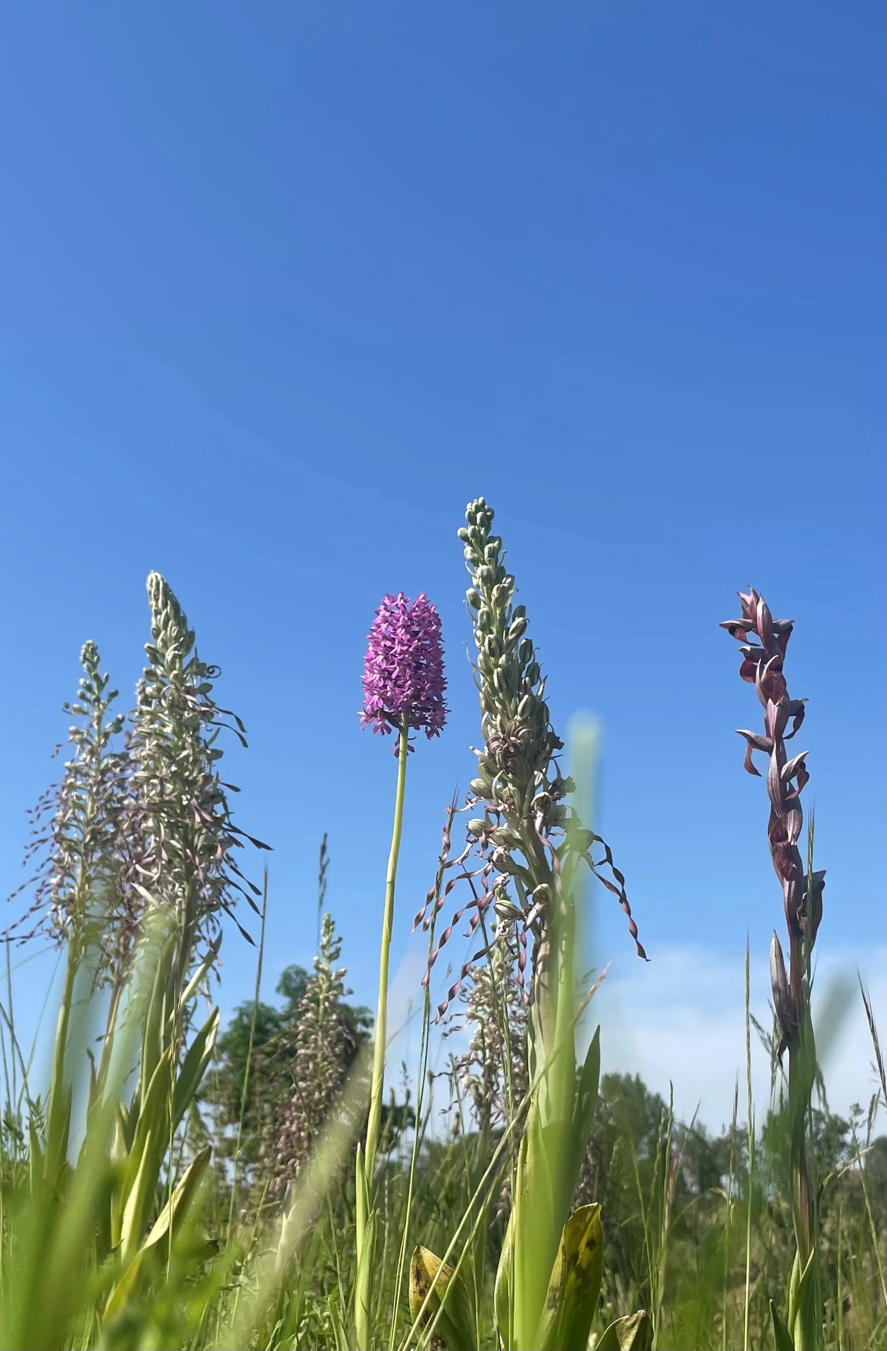 Orchidées sauvages dans une prairie du Gers