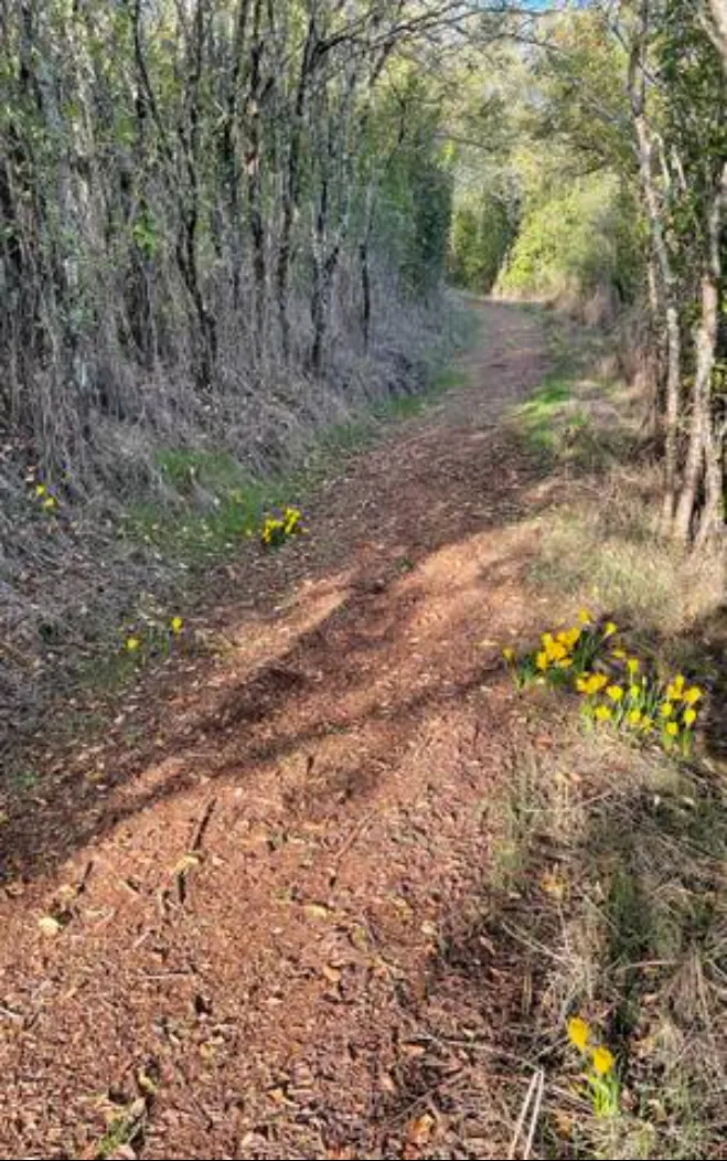 Sentier de randonnée dans la friche, au printemps